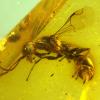 Insektenforscher haben eine bislang unbekannte Wespenart in einem 100 Millionen Jahre altem Bernstein entdeckt.