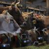 Kühe fressen auf einem Bauernhof in einem Stall frisches Heu. Ein Bauer steht nun in Rosenheim vor Gericht, weil er seine Tiere nicht genug fütterte und pflegte.