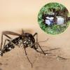 Feuchte Witterung ist laut Biologen gut für die Entwicklung von Mücken. 