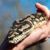 So sieht ein Teppichpython aus. Zwei exotische Schlangen wurden tot im Siebentischwald gefunden. Bei einer davon handelte es sich um solch ein Tier, der Python war zwei Meter lang.
