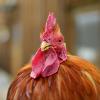 Im englischen Ort Snettisham regieren die Hühner – so kommt es zumindest einigen Anwohnern vor.
