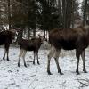 Eine Elchfamilie, bestehend aus einem Elchbullen, einer Elchkuh und einem Elchkalb, im Wildtierpark Öster Malma in Schweden.