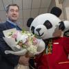 Markus Söder wird nach seiner Ankunft im Hotel in Chengdu mit Blumen empfangen, die ihm von einem Hotelangestellten im Panda-Kostüm überreicht werden