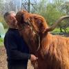 Helmut Schachner kümmert sich um die schottischen Hochlandrinder in der Wolfzahnau. Die Kuh Salome liebt es, wenn sie gebürstet wird.    