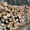 Waldbesitzer fühlen sich durch zunehmende Bürokratie immer mehr gegängelt. Hier gefällte Baumstämme im Forst nahe Harburg. 