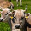 Auch um den Zusammenhang zwischen Grünlanderhalt, Biodiversität und Klimaschutz durch die Haltung von Rindern und dem Verzehr von deren Fleisch geht es beim Landwirtschaftstag des Bund Naturschutz in Wartaweil.