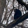 Der aus dem Zoo Leipzig gestohlene Bartaffe Ruma wurde wiedergefunden.