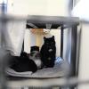 Unter den Tieren sind auch Scottish-Fold-Katzen, die der Tierschutzverein aus einem kleinen Zimmer in Augsburg gerettet hat. Durch die Qualzucht leiden die Tiere unter einer unheilbaren genetischen Erkrankung und haben Schmerzen.