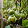 Sie möchten Tomaten aus Tomaten ziehen? Dann können Sie samenfestes Saatgut kaufen und aus den ersten Früchten der Ernte Kerne für neue Pflanzen gewinnen.