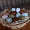 Ein buntes Körbchen voller Ostereier ganz ohne Farbe: Das ist möglich durch die Eier verschiedener Hühnerrassen.