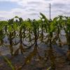 Das Hochwasser hat auch in der Landwirtschaft hohe Schäden hinterlassen. Dieses Bild entstand bei Allmannshofen im Norden des Landkreises Augsburg. 