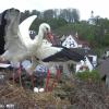 Mit Hilfe einer Kamera können die Störche im Nest in Welden auf der Homepage der Gemeinde in voller Aktion bewundert werden.