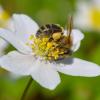Eine Biene sucht Blütenpollen auf einem Buschwindröschen (Anemone nemorosa) im Schlosspark.