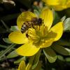 Wer bestäubt Blumen, Obst und Gemüse? 54 Prozent aller Bienen seien bedroht oder bereits ausgestorben, warnt der Landesbund für Vogelschutz.