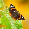 Ein Schmetterling der Art Admiral (vanessa atalanta) sitzt in der Sonne auf einem grünen Blatt.