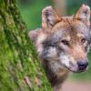 Ein Wolf schaut hinter einem Baum im Wildpark Poing hervor.