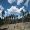 Trockene Bäume liegen in einer kahlen Stelle im Wald. Die Weltwirtschaft droht einer Studie zufolge durch Klimafolgen stark zu schrumpfen.