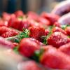 Im Schnitt sei die Erdbeersaison gut verlaufen, heißt es vom Verband Süddeutscher Spargel- und Erdbeeranbauer.