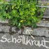 Mit Straßenmalkreide beschriftetes Schöllkraut