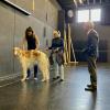 In einer viel beachteten Castingaktion suchte das Theater Ulm nach einem Hund, der Teil einer Operninszenierung werden sollte. Das Veterinäramt hat den Auftritt untersagt.