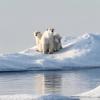 Während ihrer Tour durch die Arktis entdeckte Germaine Nassal eine Eisbärenfamilie – ein seltener Moment, den sie mit ihrer Kamera festhielt. 