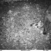 Das Foto der Wildkamera zeigt einen Braunbären, der in der Nacht auf den 22. Mai 2024 im Gemeindegebiet festgestellt wurde.