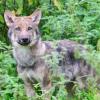 Nach wie vor leben Wölfe im Altmühltal und in den angrenzenden Regionen – auch, wenn zuletzt keine gerissenen Nutztiere gemeldet wurden. 