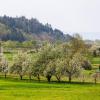 In Kirchhaslach hat sich eine unbekannte Person mit einer Axt an mehreren Obstbäumen zu schaffen gemacht. Die Polizei Memmingen ermittelt.  