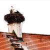 Wohnen mit Stil: Seit vier Jahren lebt ein Storchenpaar auf dem Weißenhorner Fuggerschloss. 