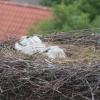 Toto Jungstörche im Nest: Diesen traurigen Anblick gibt es nach dem schweren Dauerregen vielerorts im Unterallgäu. 
