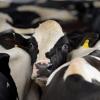 Ende März war das H5N1-Virus erstmals bei Milchkühen in den USA entdeckt worden.
