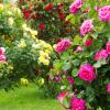 Farbenprächtige Rosen wachsen auf dem Gelände von Garten Reiter in Wertingen. Auch Obstbäume oder Sträucher gedeihen auf dem Areal.