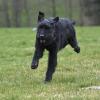 Riesenschnauzer Henry hat sichtlich Spaß am Dog-Walking. 