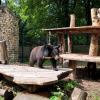 Kragenbärin Misha ist vergangene Woche im Augsburger Zoo angekommen.