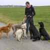 Nicole Mayr bietet einen Dog-Walking- und Haustierservice an. Im Bild ist sie mit fünf Hunden auf den Wegen um Dettenhofen unterwegs. 