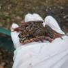 Auch im Landkreis Landsberg beginnt die Amphibienwanderung. Das Foto zeigt einen geretteten Frosch.