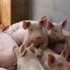 Landwirtschaftsminister Cem Özdemir fordert auf deutschen Bauernhöfen Verbesserungen in der Schweinehaltung. 