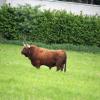 Der dritte Stier, kurz bevor er durch einen Schuss aus dem Betäubungsgewehr des Tierarztes getroffen wurde.