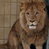 Dunay (im Bild) ist zusammen mit seinem Bruder Altai am Mittwoch im Augsburger Zoo angekommen.