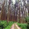 Steinekirch hat eine Menge Wald. Mit dem Holz könnte man viele Haushalte mit Wärme versorgen. 