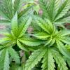 Die Ampel-Koalition will Cannabis mit genauen Regeln legalisieren.