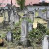 Zwischen den historischen Grabsteinen auf dem Jüdischen Friedhof in Kriegshaber liegen die Baumreste.                                     