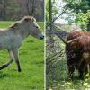 Ein Przewalski-Hengst wurde Freitagfrüh getötet. Im Windprechtpark weiden nun Schottische Hochlandrinder.