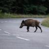 Eine Frau hat am Sonntag mit ihrem Auto auf der Straße zwischen Mauren und Großsorheim ein Wildschwein erfasst.  