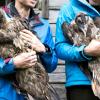 Mitarbeiter im Nationalpark Berchtesgaden mit den Bartgeiern Sisi (l) und Nepomuk vor ihrer Auswilderung.