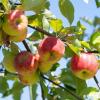 Die Apfelernte im Kreis Donau-Ries ist trotz extremer Temperaturschwankungen und Starkregen nicht in Gefahr.