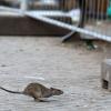 Eine Ratte läuft davon, aufgeschreckt durch die Aufräumabeiten der Stadtreinigung.