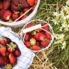 Frische Erdbeeren sollten bald verzehrt werden, da sie empfindlich sind und nicht nachreifen.