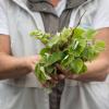 Meist nur als Heilkraut bekannt: Frisch gesammelte Lindenblätter schmecken auch im Salat.