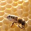 Wie kann man Bienen von Wespen und Hummeln unterscheiden? In diesem Artikel finden Sie einen Vergleich der drei Insekten. 